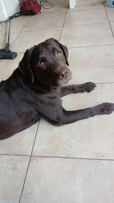 Hundetreffen-Hündinnen treff-Bild