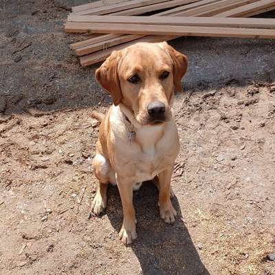Hundetreffen-Hunde treff-Bild