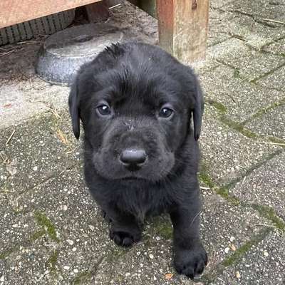 Hundetreffen-Welpen treff-Bild