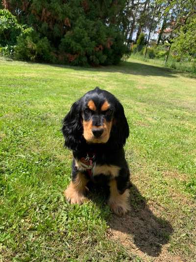Cocker Spaniel-Beitrag-Bild