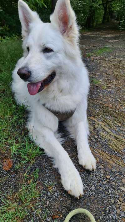 Weißer Schweizer Schäferhund-Beitrag-Bild