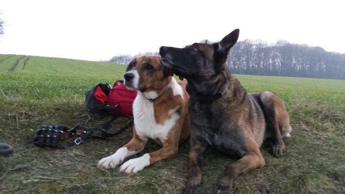 Seelenhunde-Beitrag-Bild