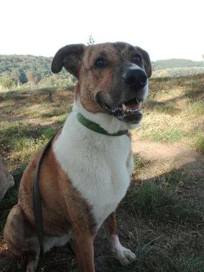 Mischlinge - die beste Rasse die es gibt-Beitrag-Bild