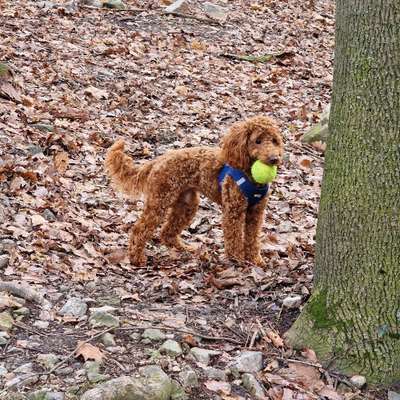 Hundetreffen-Spielrunde im Friedrichshain-Bild