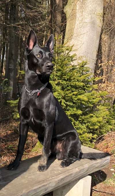 Dogorama Photo Challenge - Be my valentine-Beitrag-Bild