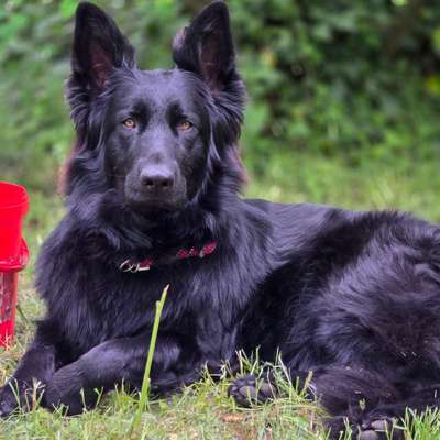 Hundetreffen-Spieltreffen in Bernau bei Berlin-Bild