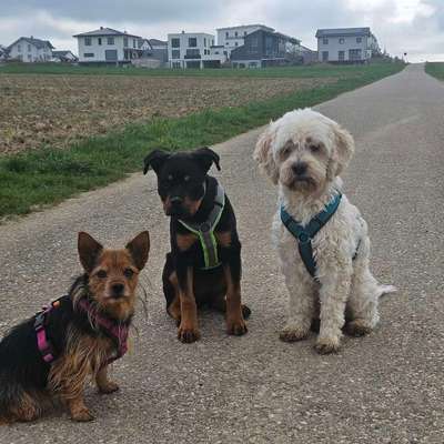 Hundetreffen-Gemeinsames Gassigehen-Bild