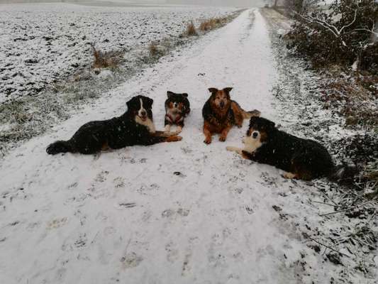 Bester Freund, Hundekumpel - zeigt her!-Beitrag-Bild