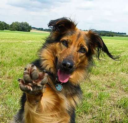 Foto's und Hundemodels-Beitrag-Bild