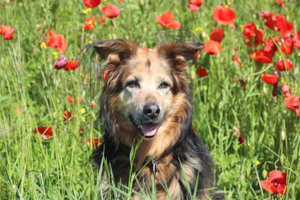 Zeigt mal die schönsten Bilder von euren Hunden !-Beitrag-Bild