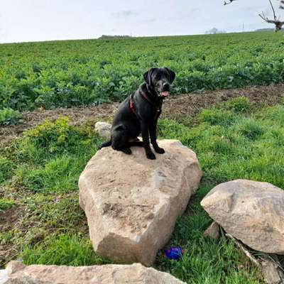 Hundetreffen-Welpentreffen in 