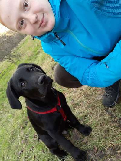 Labradorfans-Beitrag-Bild