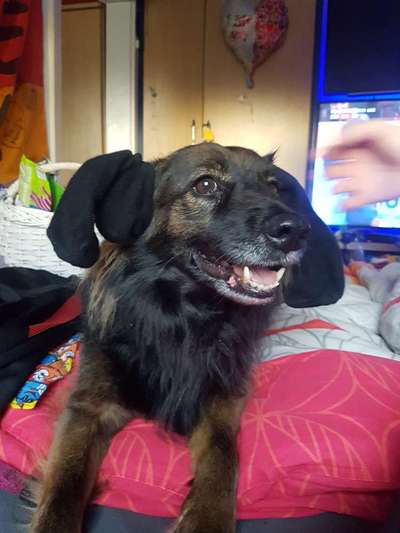 Dogorama Photo Challenge - TV Hund-Beitrag-Bild