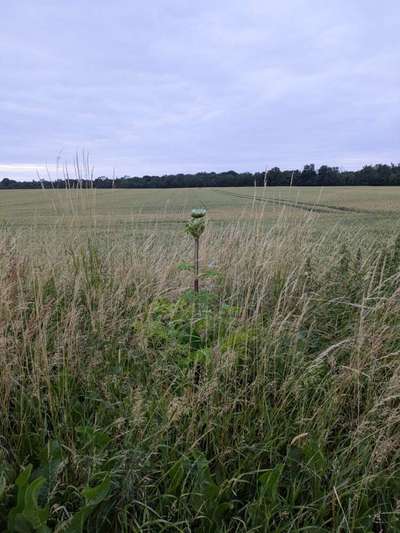 Giftköder-Riesen-Bärenklau-Bild