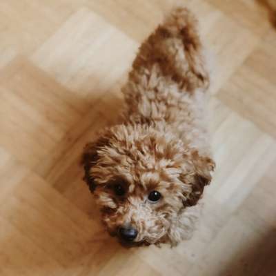 Hundetreffen-Welpentreffen im Luitpoldpark-Bild