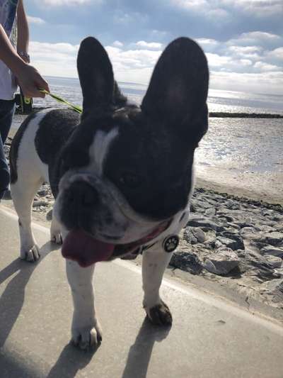 Challenge 41 - Mein Hund im Urlaub-Beitrag-Bild