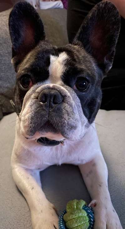 Dogorama Photo Challenge - Portrait-Beitrag-Bild