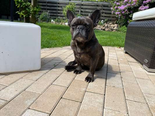 Hundetreffen-Gassi-Runde am Coesfelder Berg-Bild