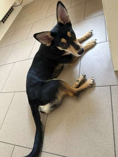 Hundetreffen-Spielen und Toben mit Gleichgesinnten-Bild