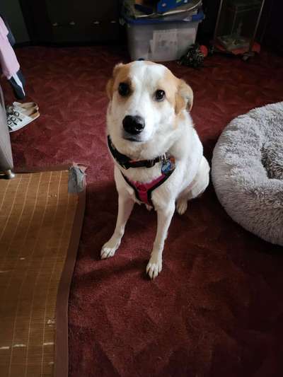 TierschutzhundeStammtisch🐕-Beitrag-Bild