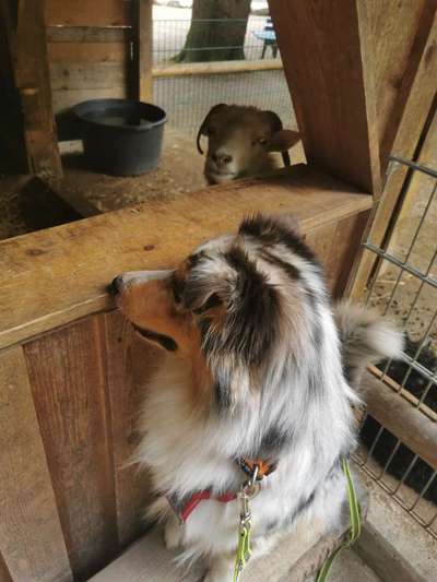 Bilder Hund und andere Tiere-Beitrag-Bild