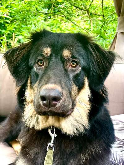 Hundetreffen-Treffen mit Maja-Bild