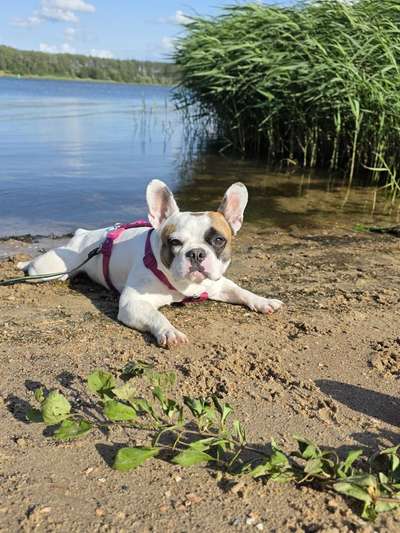 Hundetreffen-Hundetreffen/Trainingsrunde-Bild