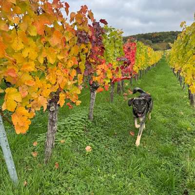 Hundetreffen-Wandern/spazieren mit Hund-Bild