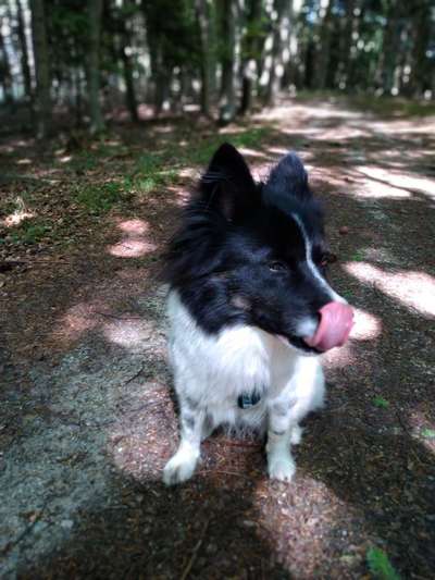 Tongue Out Tuesday-Beitrag-Bild