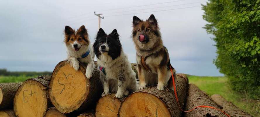 Mischlinge raten - Rätselspaß-Beitrag-Bild