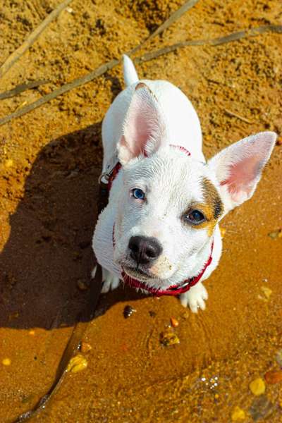 Tauber Hund - na und?-Beitrag-Bild