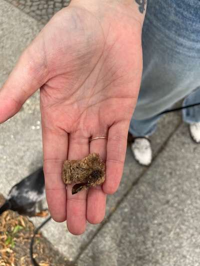 Giftköder-"Brotball" mit Scherbe drin!!-Bild