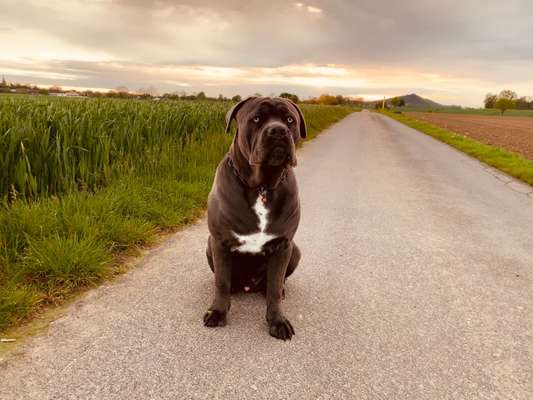 Rassensuche Cane Corso Italiano-Beitrag-Bild