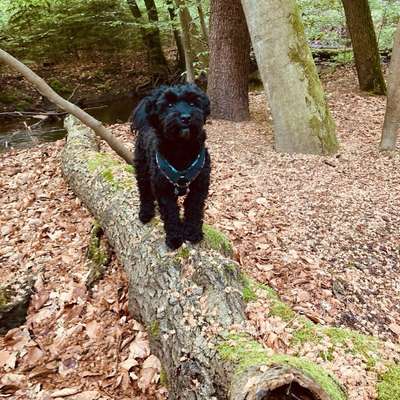 Hundetreffen-Spiel-und Gassitreff-Bild