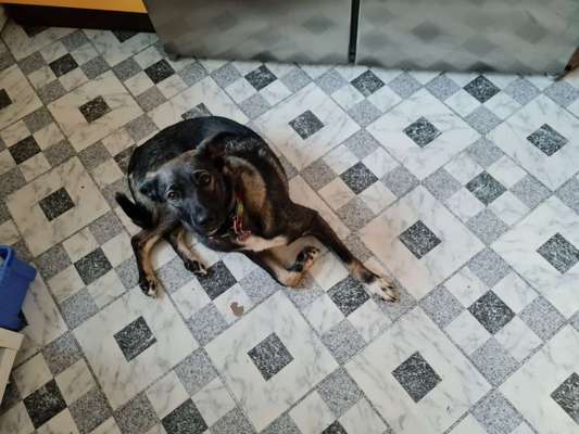 Auslandstierschutz-Beitrag-Bild