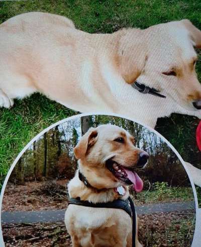 Labradorfans-Beitrag-Bild