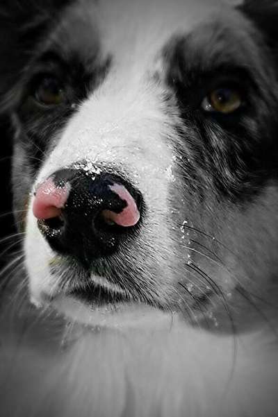 Fotochallange Nr. 57     PORTRÄT.   Beendet!!!!!!!!-Beitrag-Bild