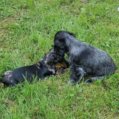 %{de_profession_title}-Kontaktgruppe für kleine Hunde-Bild