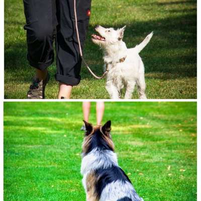 Giftköder-Grunderziehungs-Kurs-Bild