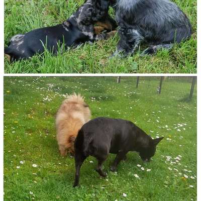 %{de_profession_title}-Kontaktgruppe für kleine Hunde-Bild