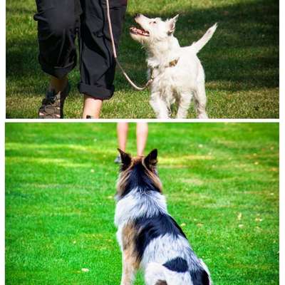 %{de_profession_title}-Grunderziehungs-Kurs-Bild