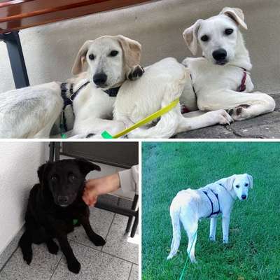 Giftköder-Beratung Auslandstierschutzhund-Bild