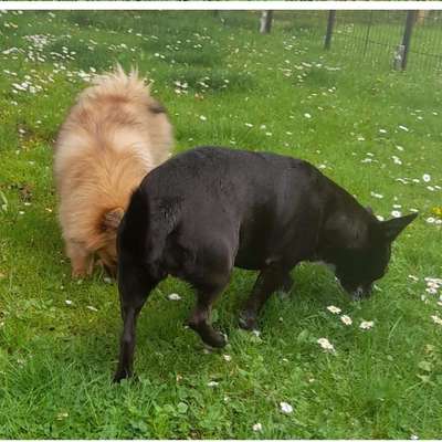 %{de_profession_title}-Kontaktstunde für kleinere Hunde-Bild