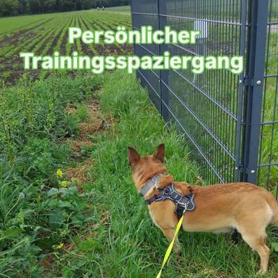 Giftköder-Persönlicher Trainingsspaziergang-Bild
