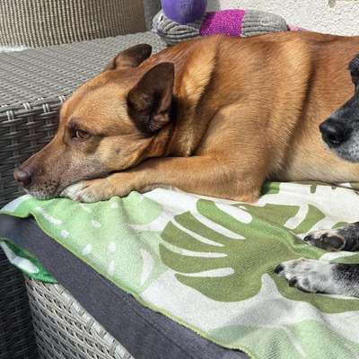 %{de_profession_title}-Entspannung üben für Hunde-Bild