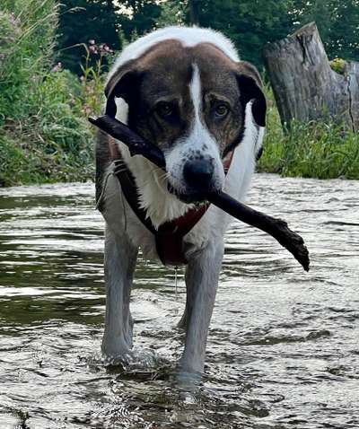 Hundetreffen-Honsensee-Bild