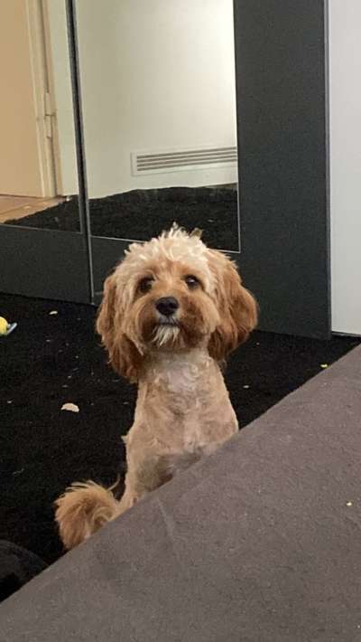 Doppelgänger gesucht !-Beitrag-Bild