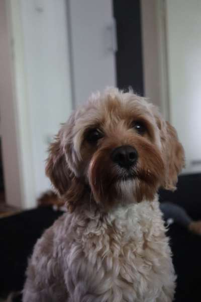 cavapoos-Beitrag-Bild