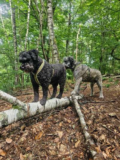 Hundetreffen-Spazier- und Trainingstreff-Bild