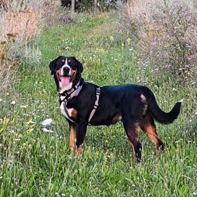 Hundetreffen-Spielen / Spazieren